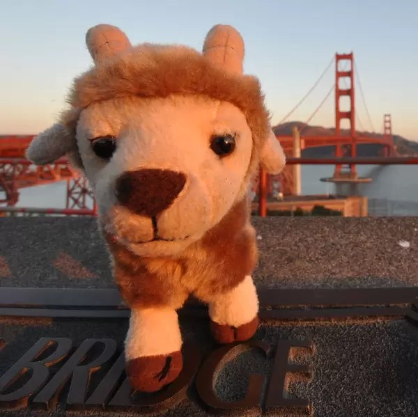 Hennes vor der Golden Gate Bridge