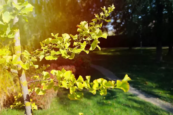 Herbst im Park: Zweige mit grün-gelben Blättern