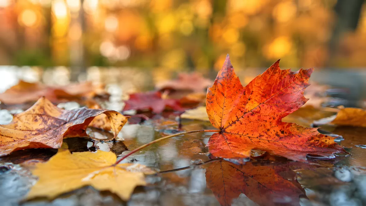 Herbstblätter auf nasser Oberfläche im Abendlicht