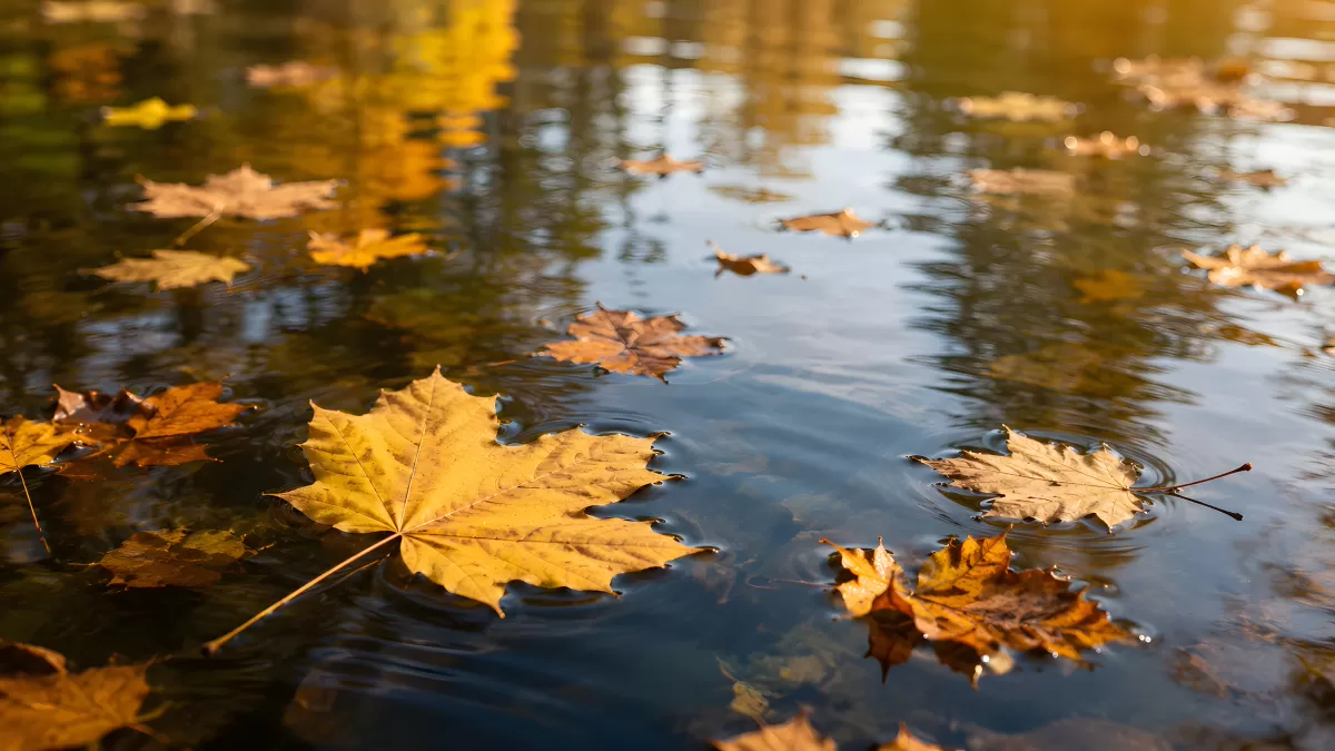 Herbstblätter treiben auf ruhiger Wasseroberfläche