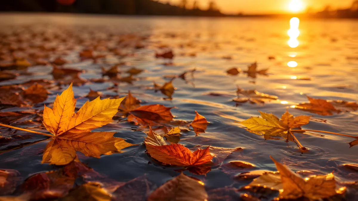 Herbstblätter treiben bei Sonnenuntergang auf Wasser