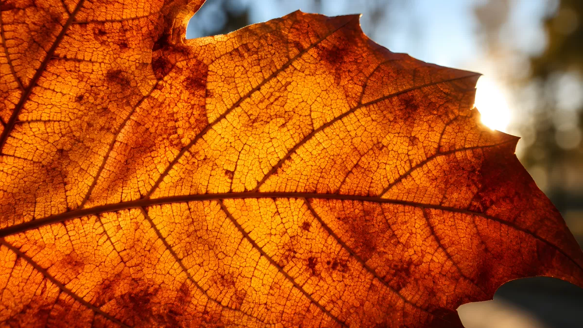 Herbstblatt im Gegenlicht mit sichtbaren Blattadern