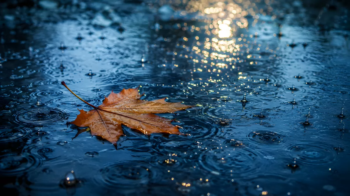 Herbstblatt schwimmt im Regen auf nasser Straße