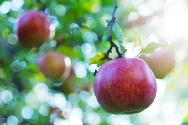Herbsternte: Apfelbaum mit Früchten in Nahaufnahme