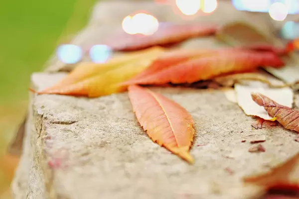 Herbstfarben: Blätter