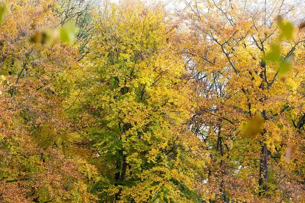Herbstfarben im Park