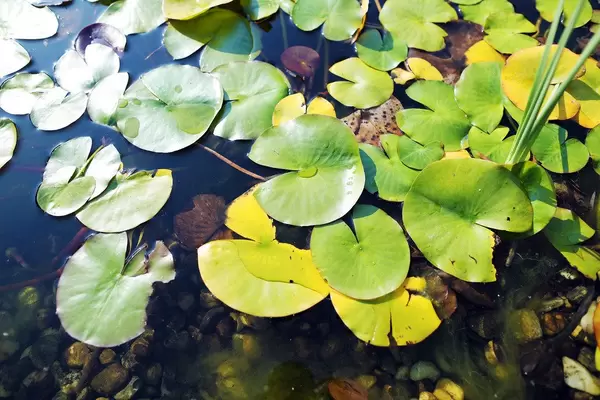 Herbstfarben: Seerosen im Oktober