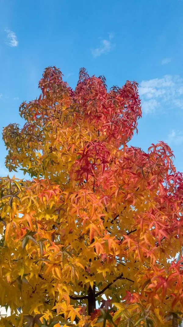 Herbstfarbene Ahornbaumkrone in Köln