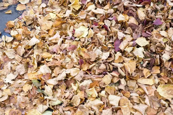 Herbstlaub: gelbe und rote Blätter