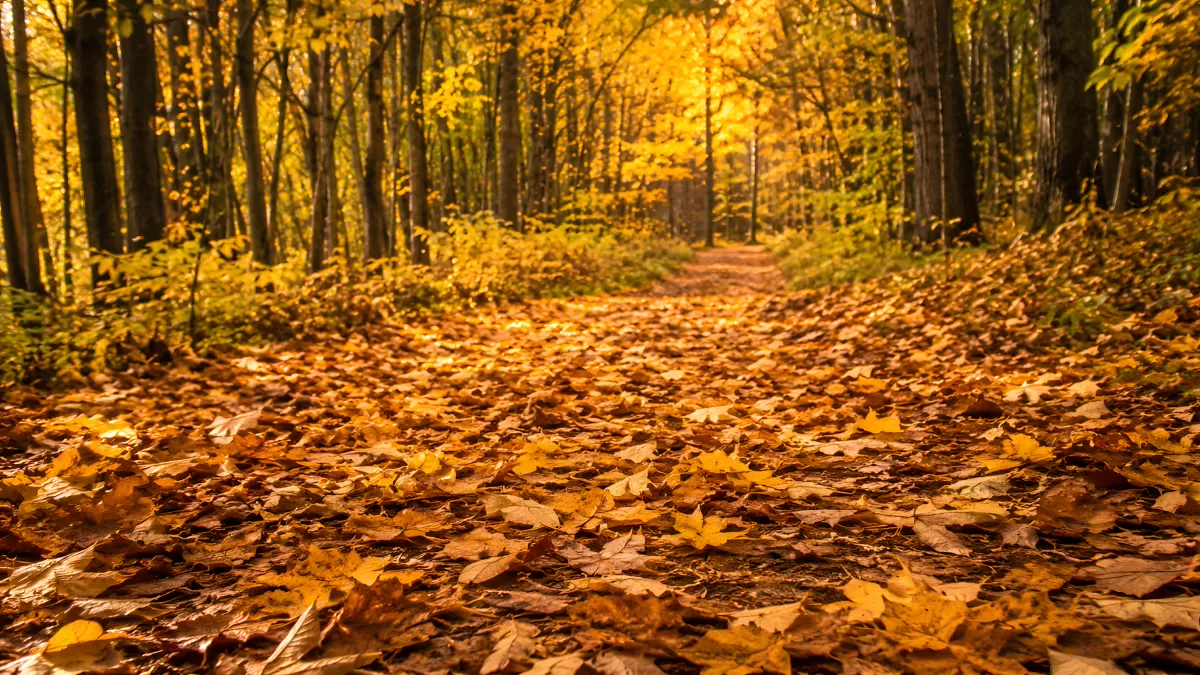 Herbstlicher Waldweg mit goldenem Laubteppich