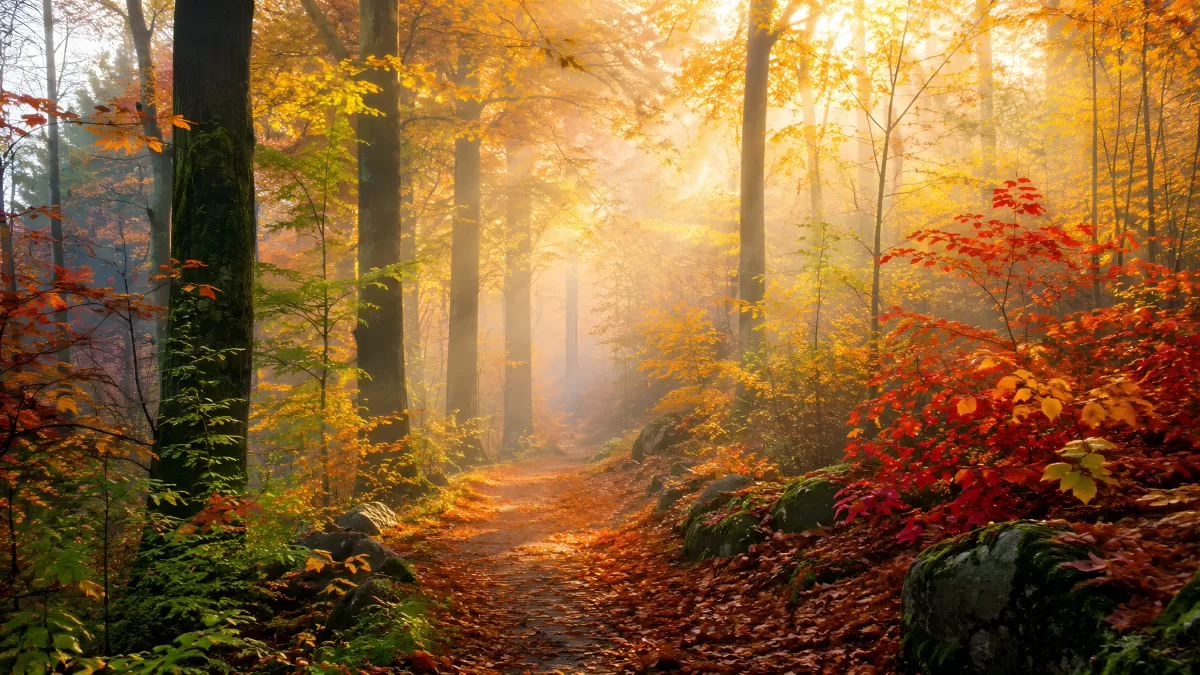 Herbstwald mit Sonnenstrahlen auf verträumtem Waldweg