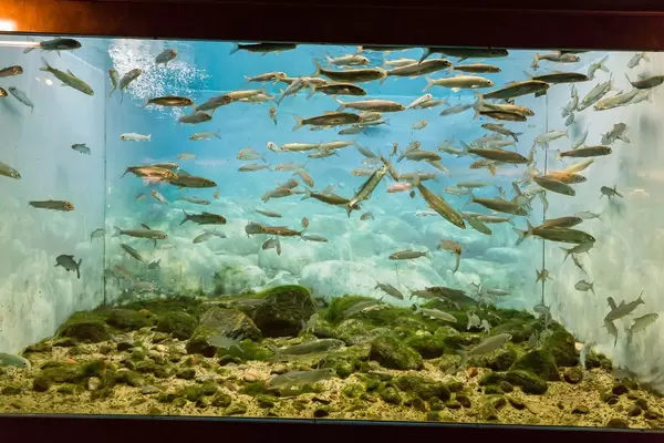 Heringsmaräne (Coregonus clupeaformis) im Shedd Aquarium