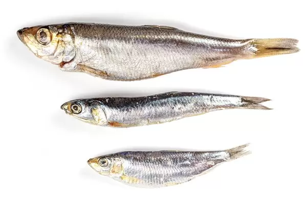 Herring, hamsa and tulka on white background