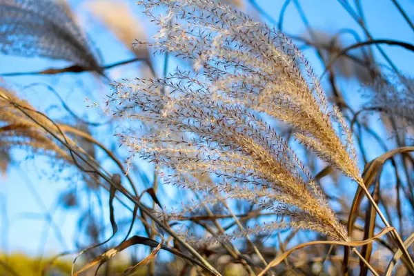 High Grass with Blue Sky