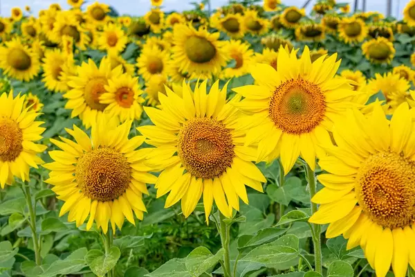 Hintergrundbild eines Sonnenblumenfelds mit grünen Blättern