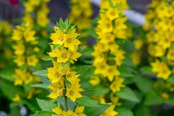 Gelbe Sommerblumen blühen im Gartenbeet