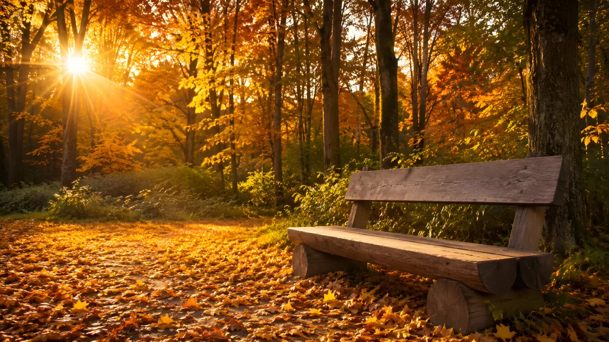 Holzbank im Herbstwald bei goldenem Sonnenlicht — Bild kostenlos herunterladen