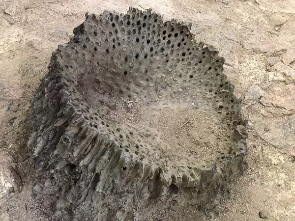 Holzstamm mit Löcher im Naturpark Vallee de Mai auf der Insel von Praslin, Seychellen