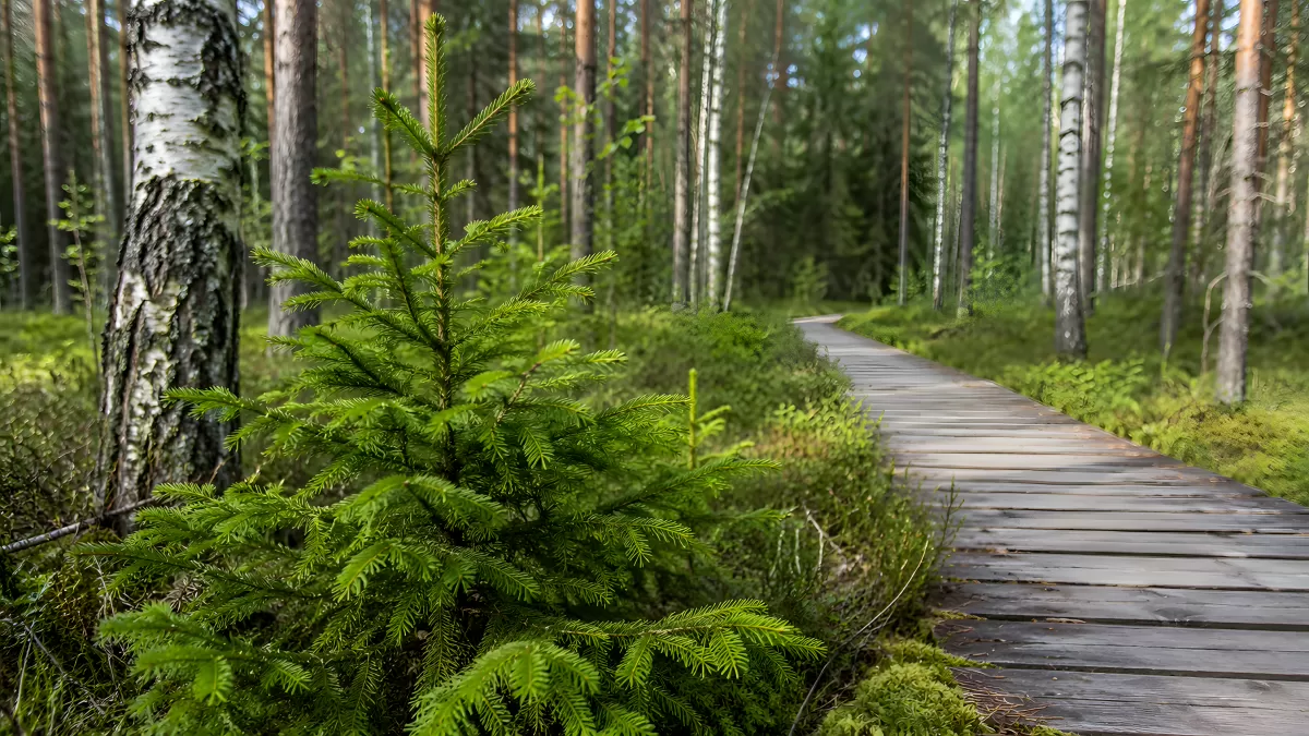 Holzsteg führt durch sommerlichen Mischwald