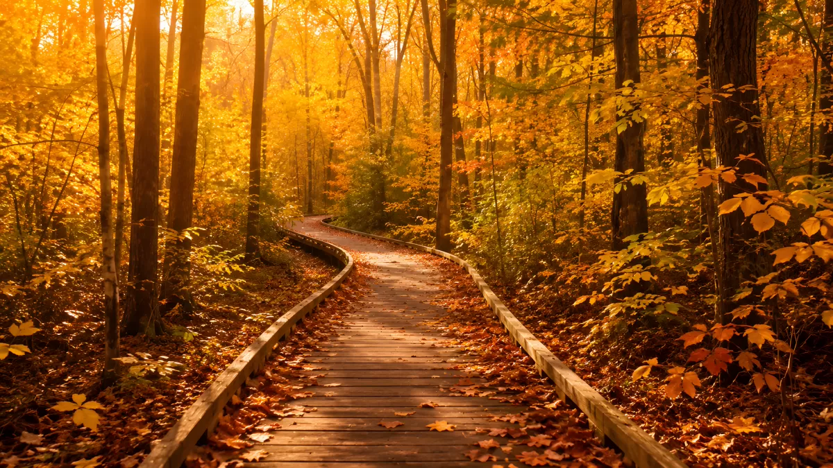 Holzsteg schlängelt sich durch herbstlichen Laubwald