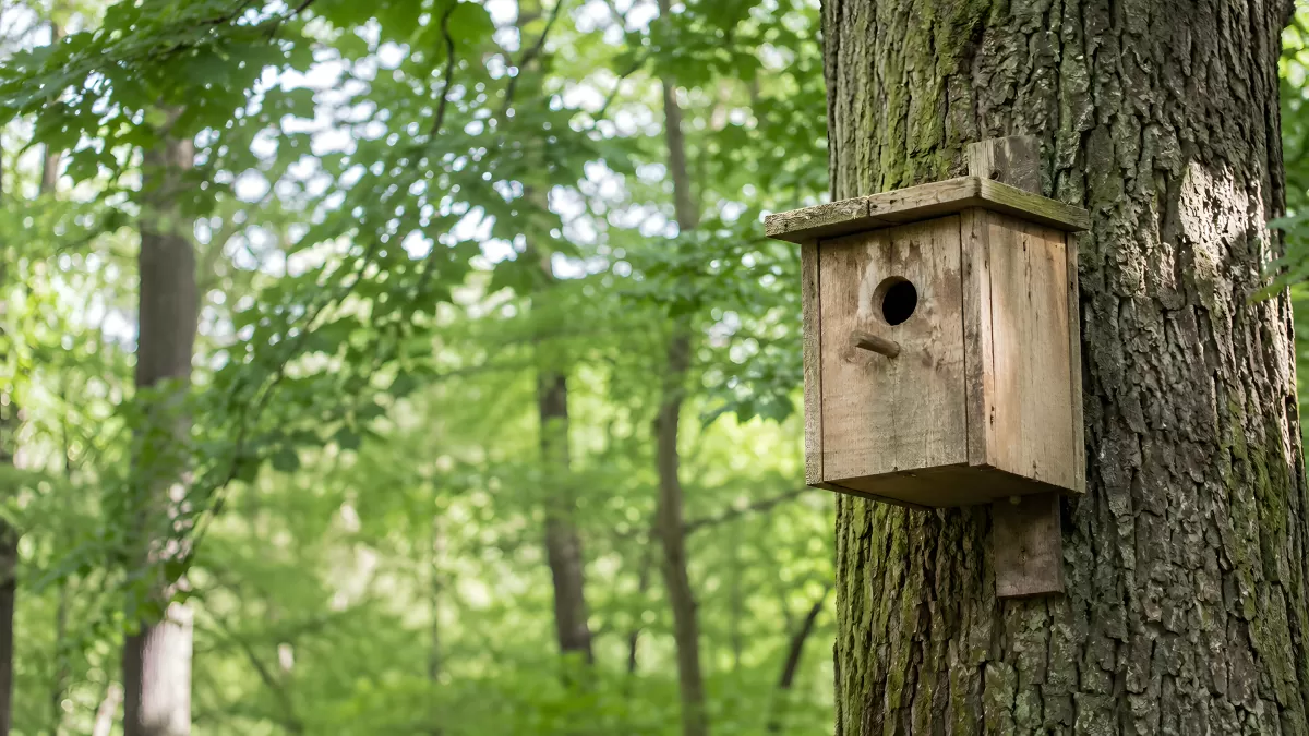 Holzvogelhaus an einem Baumstamm im Wald