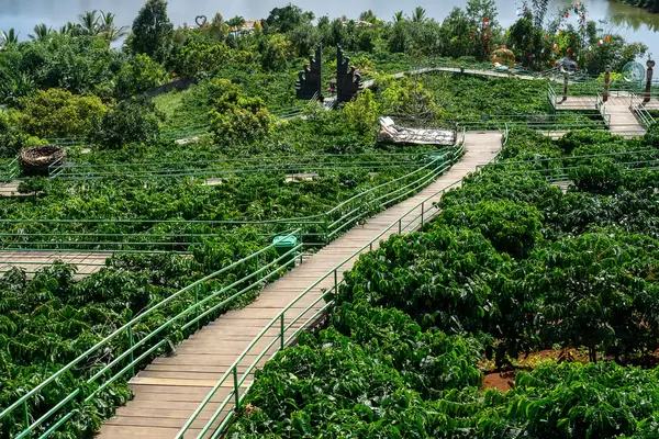 Holzweg durch eine Kaffeeplantage mit Foto-Stellen am Me Linh Coffee Garden in Dalat, Vietnam