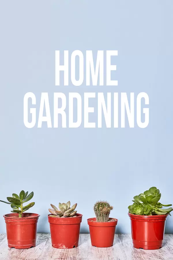 Home gardening - a row of various pants in flower pots