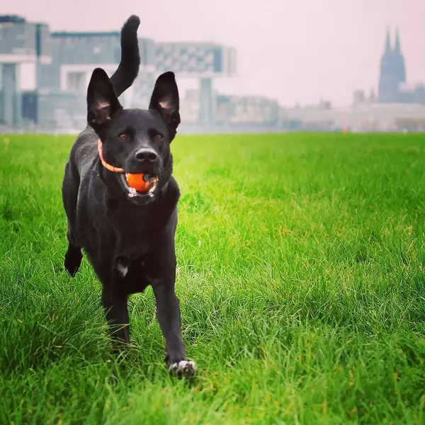 Home is where the Dom* is. ⛪️#thisiscologne #koellelive #puppylove #laboftheday *Cologne Cathredal