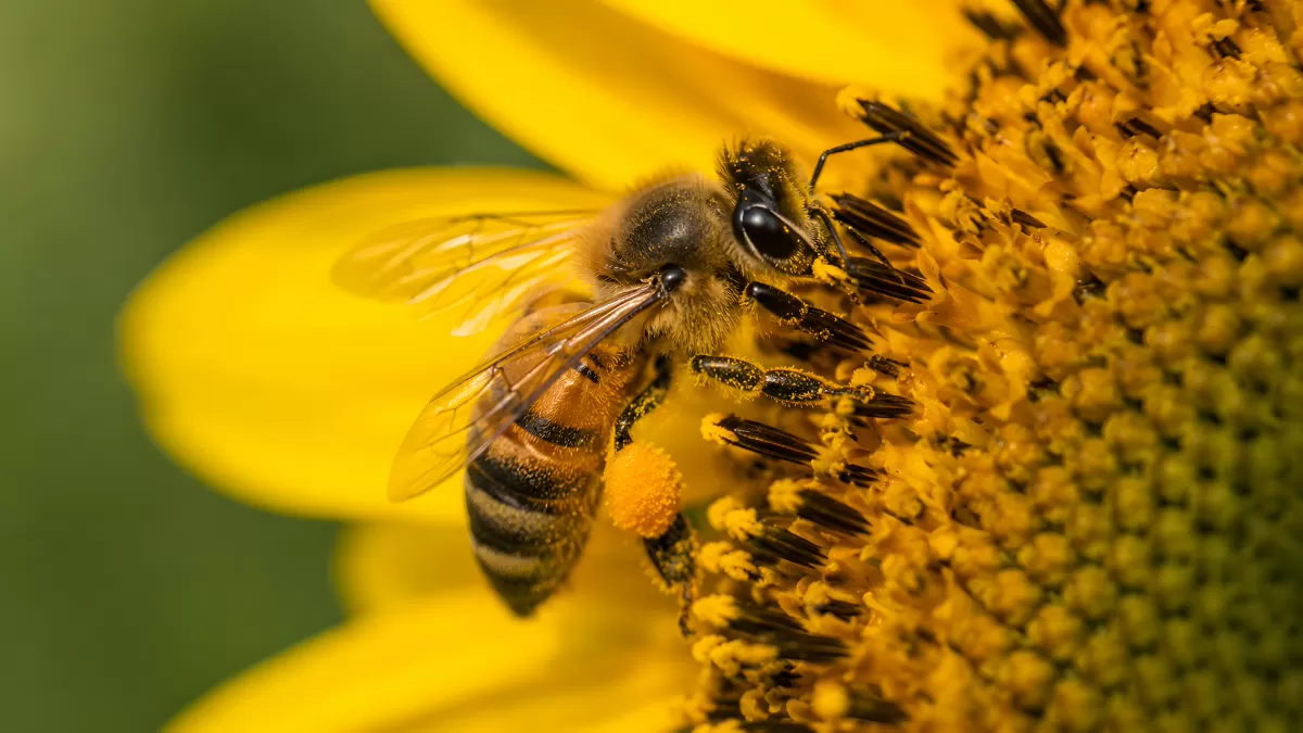 Honigbiene beim Pollensammeln auf Sonnenblume