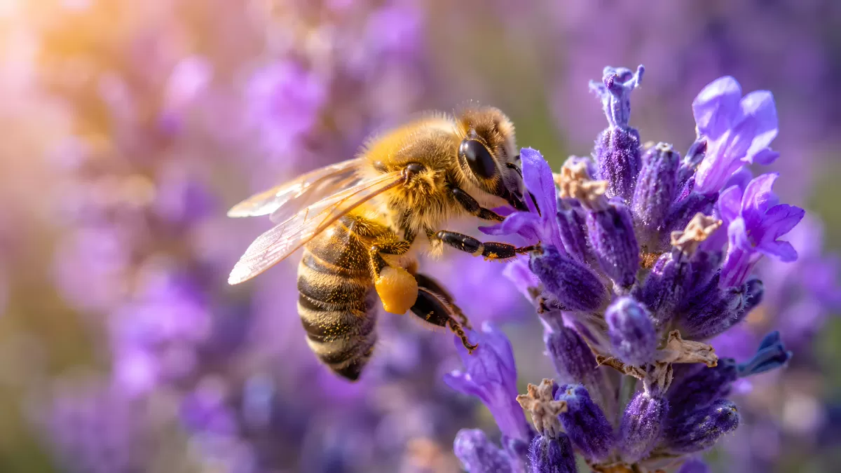 Honigbiene sammelt Nektar an blühenden Lavendelblüten