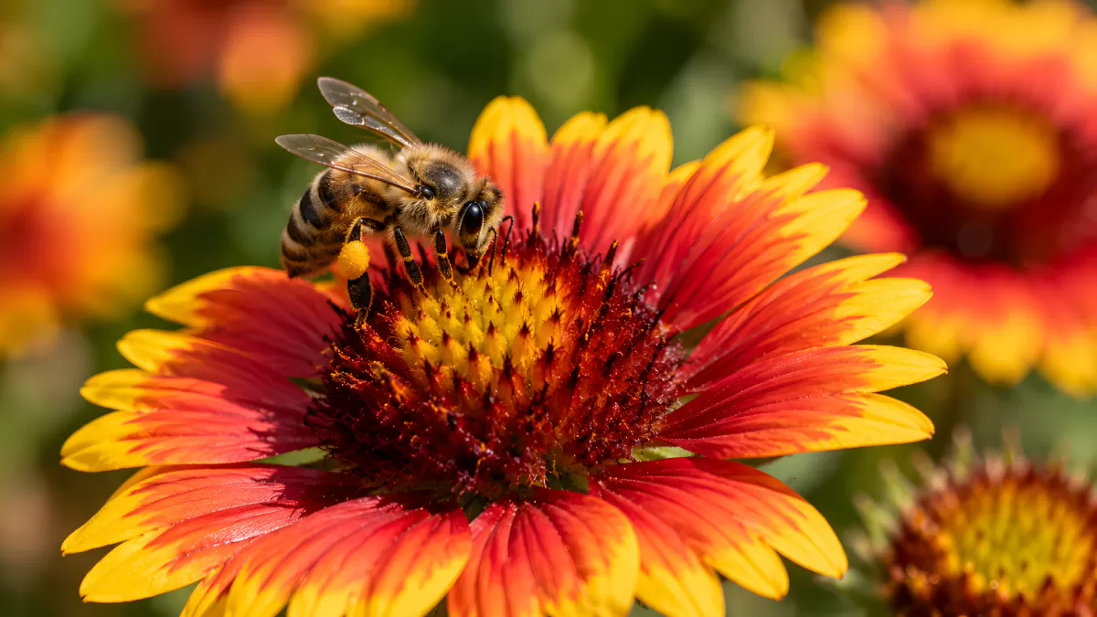 Honigbiene sammelt Pollen auf bunter Gartenblume