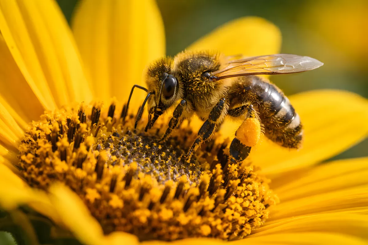 Honigbiene sammelt Pollen auf einer Sonnenblume