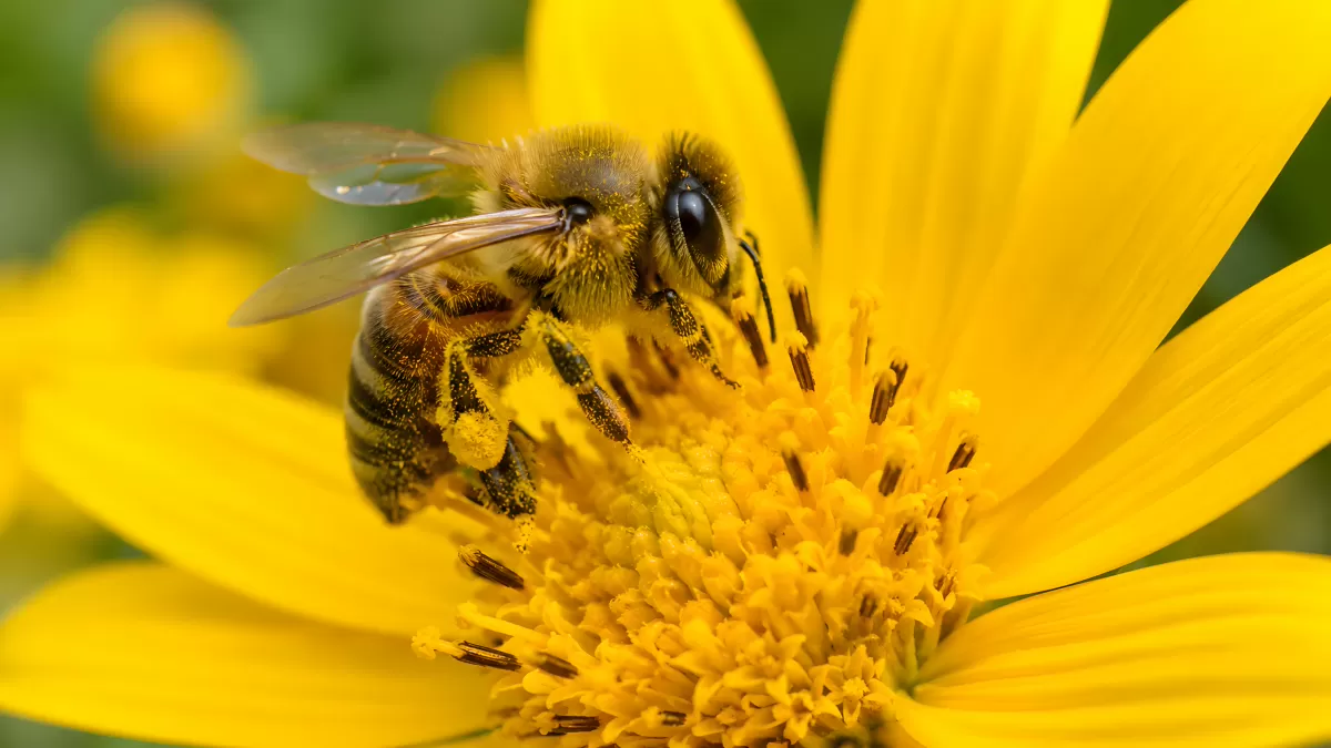 Honigbiene sammelt Pollen auf gelber Blüte