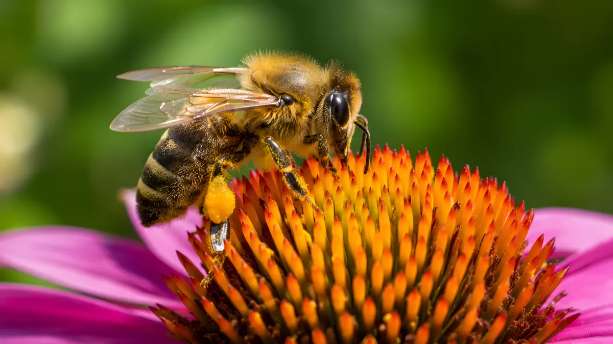 Honigbiene sammelt Pollen auf lila Echinacea-Blüte