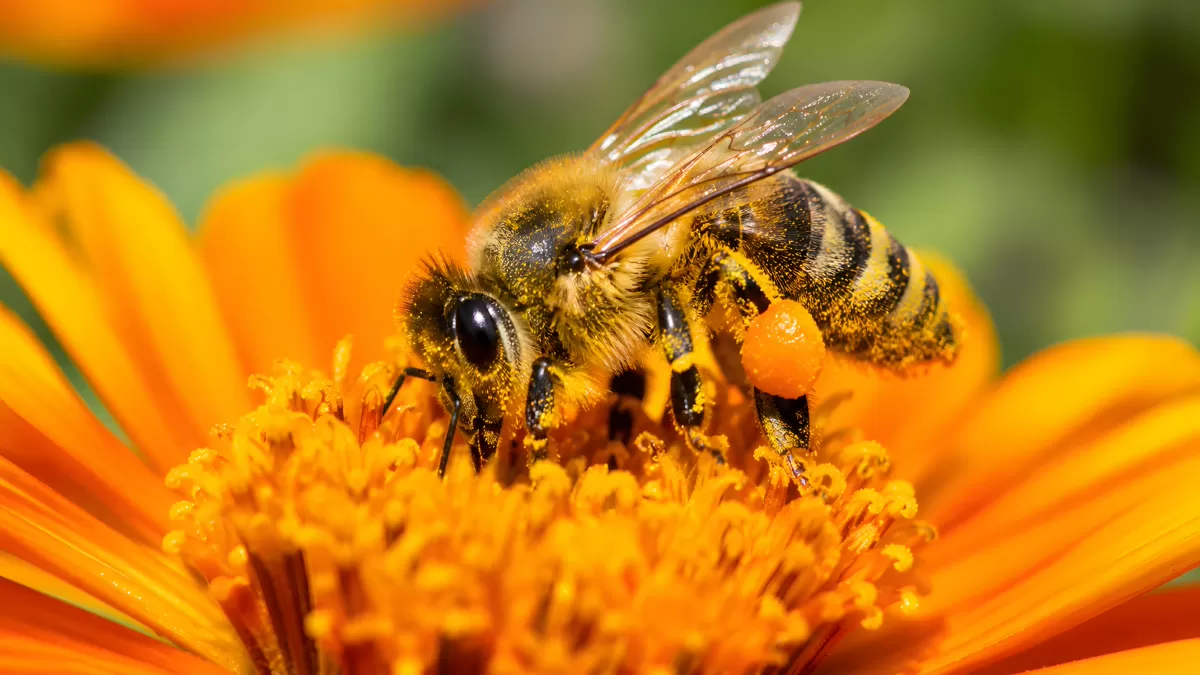 Honigbiene sammelt Pollen auf orangefarbener Blüte