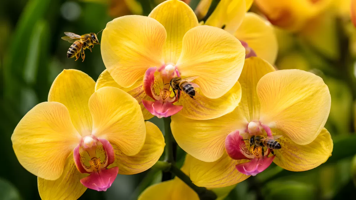 Honigbienen auf gelben Phalaenopsis-Orchideen