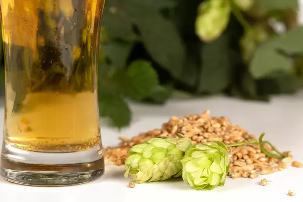 Hop cones, wheat and beer in a glass