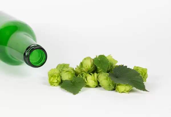 Hops with beer bottle