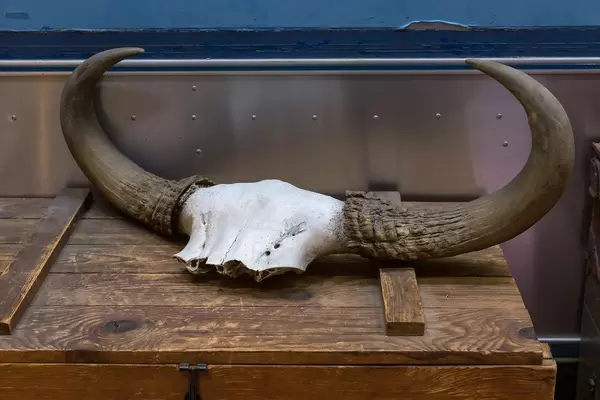 Hörner als Jagdtrophäe auf einer alten Holztruhe