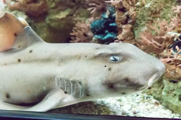 Hornhai (Heterodontus francisci) im Shedd Aquarium
