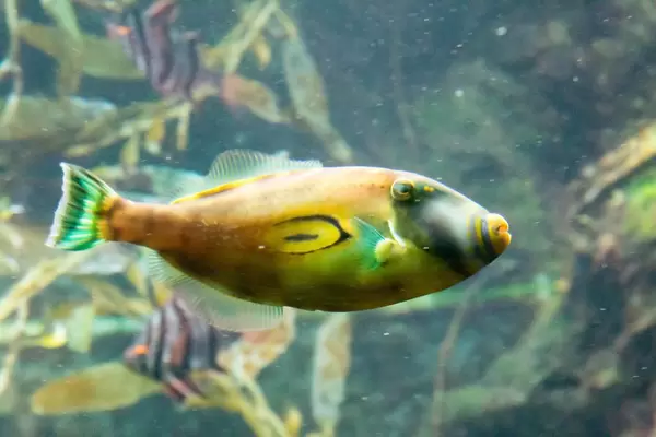 Horseshoe leatherjacket (Meuschenia hippocrepis) at Shedd Aquarium