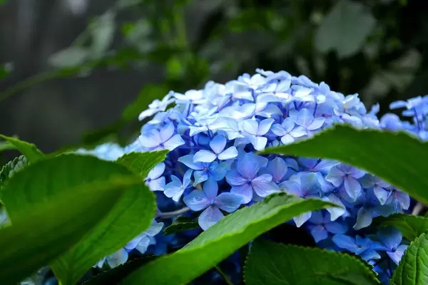 Hortensie nach regen