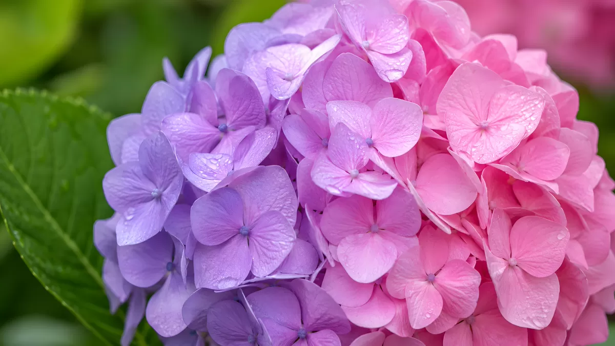Hortensienblüte in Lila und Rosa Nahaufnahme