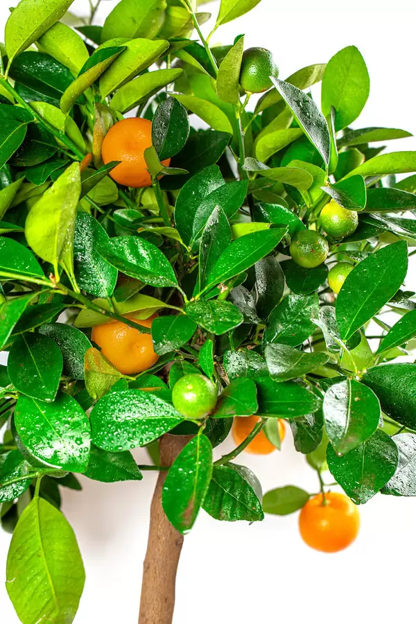 Houseplant calamondin tree with small fruits in a pot