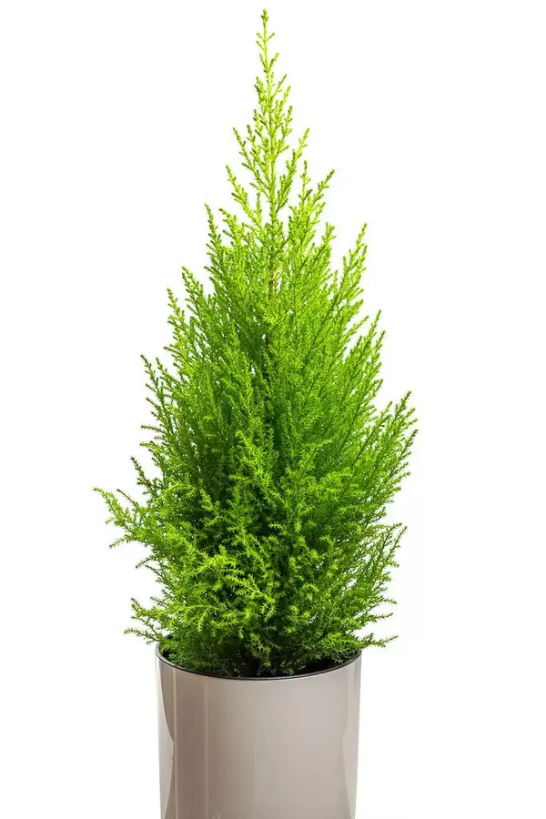 Houseplant cypress in a white pot