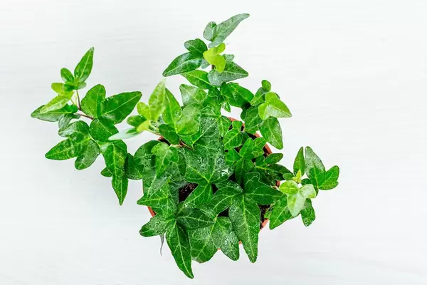 Houseplant ivy on white background