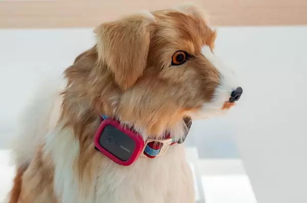 Huawei Locator am Hundehalsband