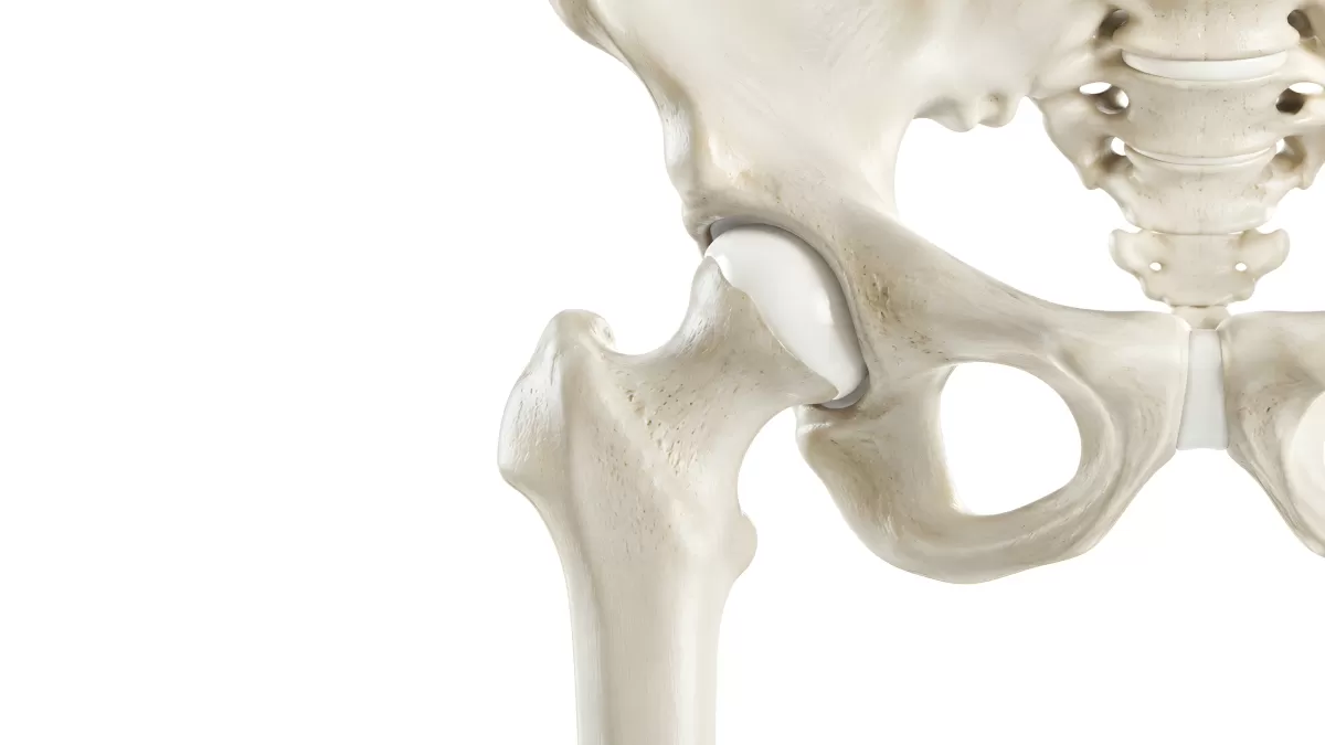 Hüftgelenk Anatomie mit Beckenknochen und Oberschenkel