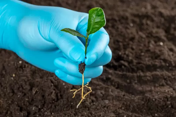Human hand with glove holding green small plant, new life concept