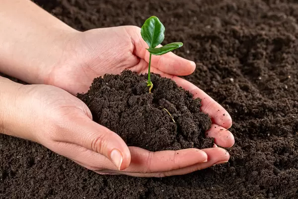 Human hands holding small tree with soil